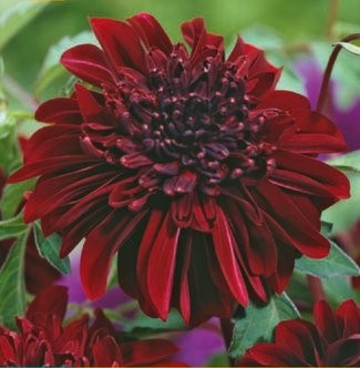 Dahlia Soulman